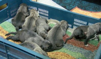 Böyle vicdansızlık görülmedi: 11 yavru köpeği poşetleyip çöpe attılar